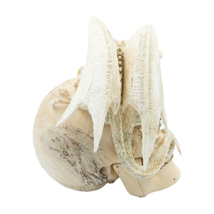 WINGED DRAGON SKULL