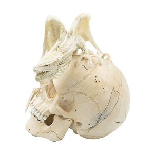 WINGED DRAGON SKULL