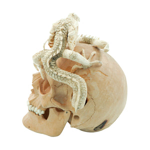DRAGON SKULL