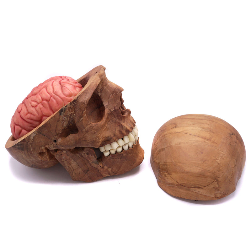 HAND CARVED WOOD BRAIN SKULL WITH BONE TEETH AND RUBBER