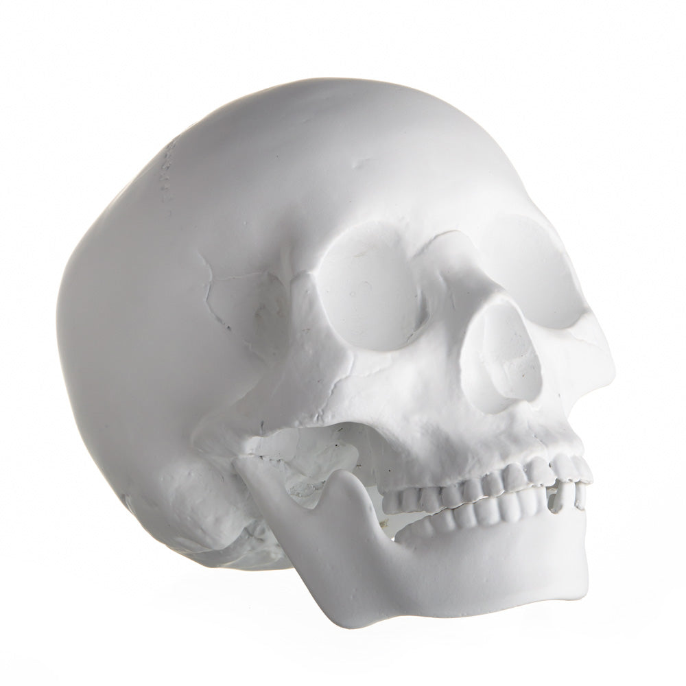 REALISTIC ALMOST LIFE SIZE SKULL - MATTE WHITE